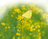 image_butterfly.gif