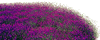 image_flower.gif