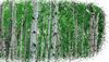 image_sirakaba.gif