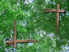 head_trees.jpg