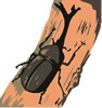 kabuto1.jpg