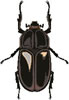 kabuto3.jpg