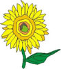 himawari1.jpg