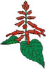 sarubia.jpg