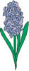 hyacinth_1.jpg