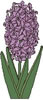 hyacinth_2.jpg