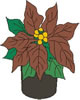 poinsettia.jpg